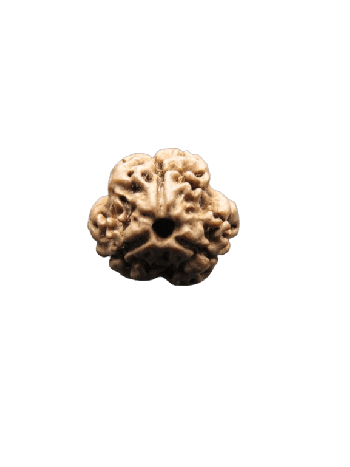 3-Mukhi-Rudraksha