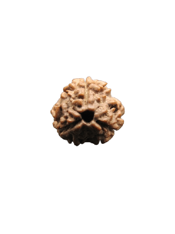 3-Mukhi-Rudraksha