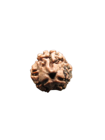 3-Mukhi-Rudraksha