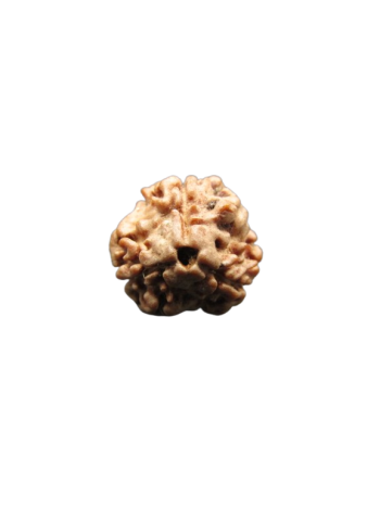 3-Mukhi-Rudraksha