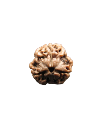 3-Mukhi-Rudraksha
