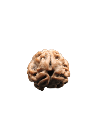 3-Mukhi-Rudraksha
