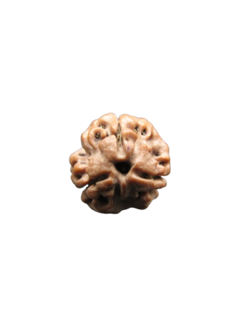 3-Mukhi-Rudraksha