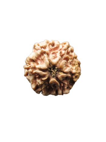 One-Mukhi-Rudraksha