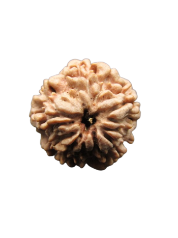 One-Mukhi-Rudraksha