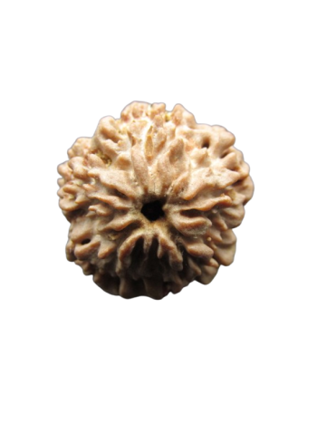 One-Mukhi-Rudraksha