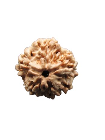 One-Mukhi-Rudraksha