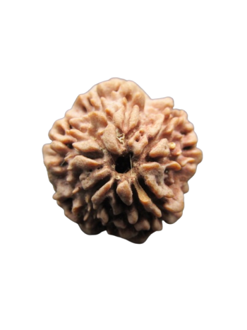 One-Mukhi-Rudraksha