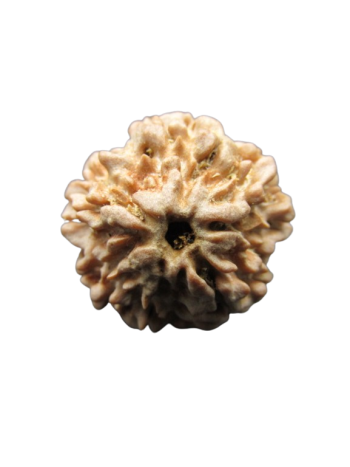 One-Mukhi-Rudraksha
