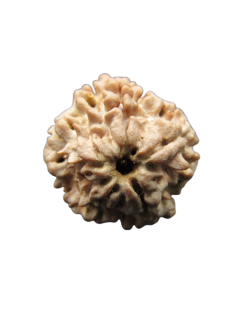 One-Mukhi-Rudraksha