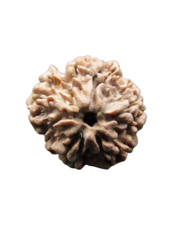 One-Mukhi-Rudraksha