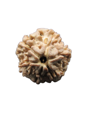 One-Mukhi-Rudraksha