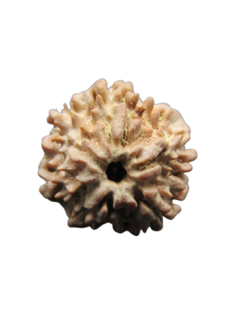 One-Mukhi-Rudraksha