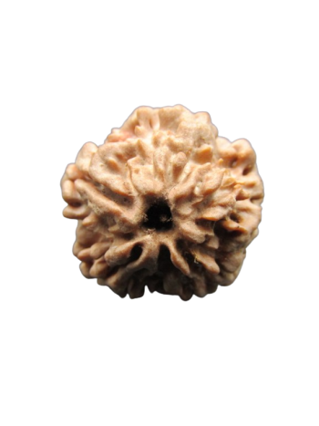 One-Mukhi-Rudraksha