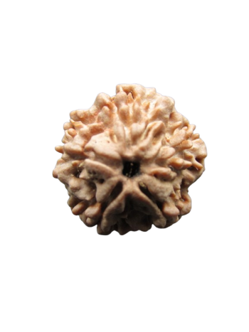 One-Mukhi-Rudraksha