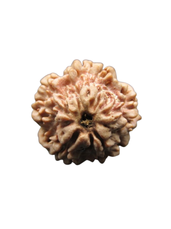 One-Mukhi-Rudraksha
