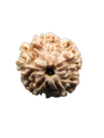 One-Mukhi-Rudraksha