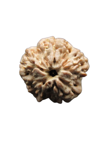 One-Mukhi-Rudraksha
