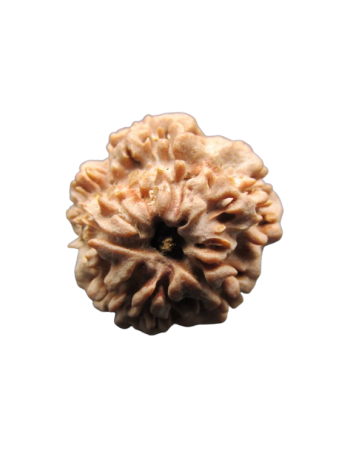 One-Mukhi-Rudraksha