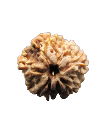 One-Mukhi-Rudraksha