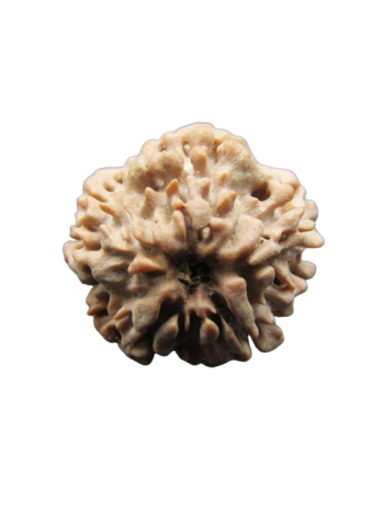 One-Mukhi-Rudraksha