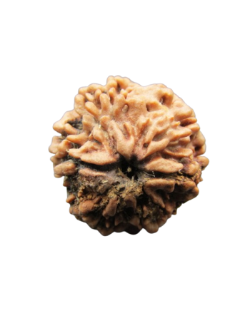 One-Mukhi-Rudraksha