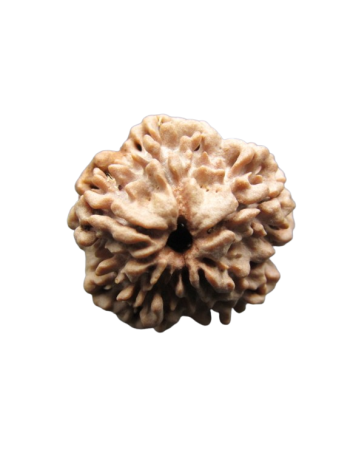 One-Mukhi-Rudraksha