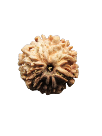 One-Mukhi-Rudraksha