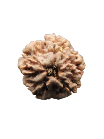 One-Mukhi-Rudraksha