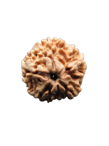 2-Mukhi-Rudraksha