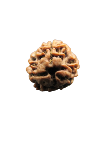 3-Mukhi-Rudraksha