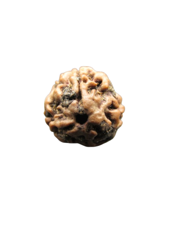 3-Mukhi-Rudraksha