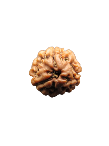 3-Mukhi-Rudraksha