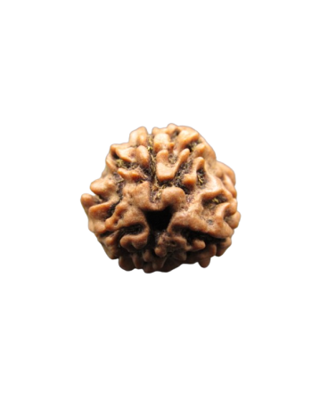 3-Mukhi-Rudraksha