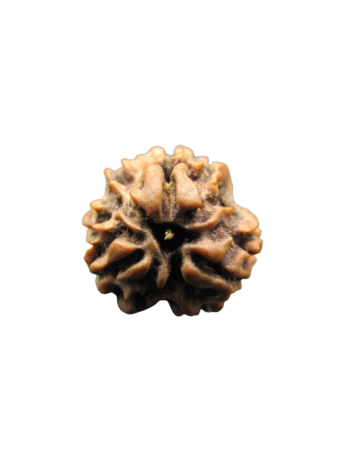 3-Mukhi-Rudraksha