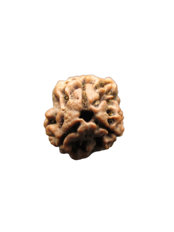 3-Mukhi-Rudraksha
