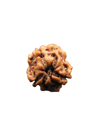 3-Mukhi-Rudraksha