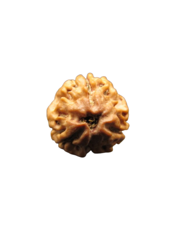 3-Mukhi-Rudraksha