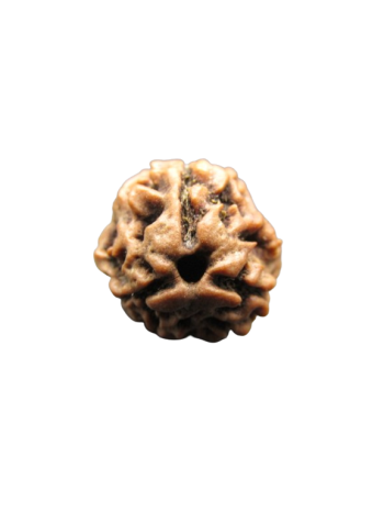 3-Mukhi-Rudraksha