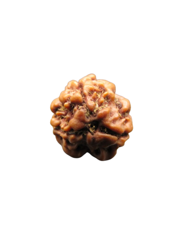 3-Mukhi-Rudraksha