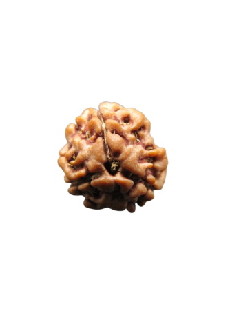 3-Mukhi-Rudraksha