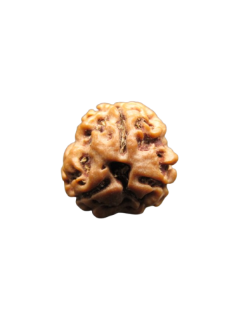 3-Mukhi-Rudraksha
