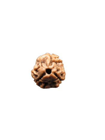 3-Mukhi-Rudraksha