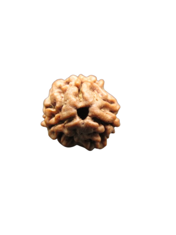 3-Mukhi-Rudraksha