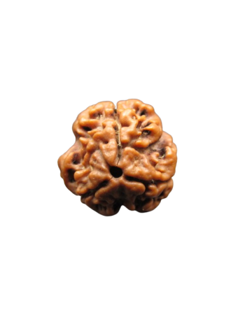 3-Mukhi-Rudraksha