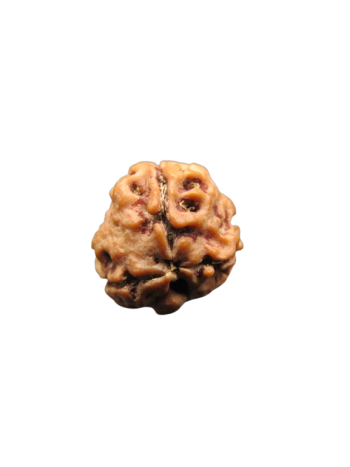 3-Mukhi-Rudraksha