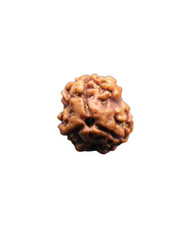 3-Mukhi-Rudraksha