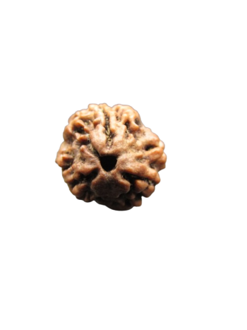 3-Mukhi-Rudraksha
