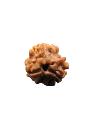 3-Mukhi-Rudraksha