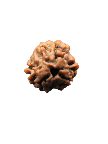 3-Mukhi-Rudraksha